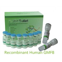 Recombinant Human GMFB