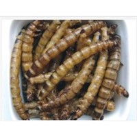 Edible Insect Dried Insect Food