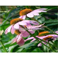 Echinacea Herb P.E