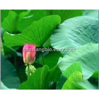 Lotus leaf P.E