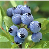 Food supplement organic blueberry powder