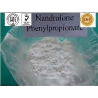 Healthy Natural Nandrolone Powder , Nandrolone Phenylpropionate For Aplastic Anemia Treatment