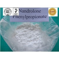 Safe Legal Anti Aging Nandrolone Phenylpropionate / Nandrolone Steroid CAS 62-90-8