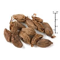 Amomum subulatum Roxb. (Large Cardamom)