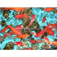 Art Ceramic Tile