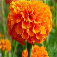 Organic xanthophyll marigold flower extract  lutein