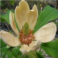 100% Natural Magnolia Bark Extract Magnolol