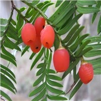 OEM product taxus chinensis extract paclitaxel
