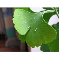 Ginkgo Biloba Extract powder of Ginkgoflavon Glycosides 24% for bloods health