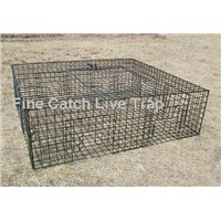 Effective repeating pigeon cage trap