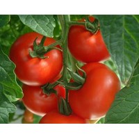 Natrual Tomato P.E, Lycopene 5-90%, Tomato Pigment