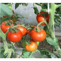 Lycopene / Tomato Extract
