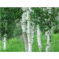 White Birch Bark Extract / Natural Betulinic Acid / Betulin