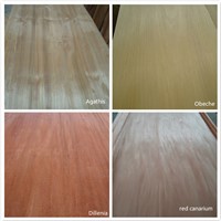 all grades rotary cut Agathis,obeche,Dillenia,red canarium wood veneers for panels,plywood,etc