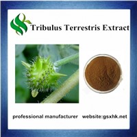 High Quality Tribulus Terrestris Extract