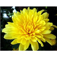 High Quality of Chrysanthemum Extract Powder