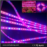 SMD5050 60led/M  red and blue flexible led plant light