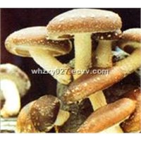 Edible Fungi Additive Calcium Sulfate