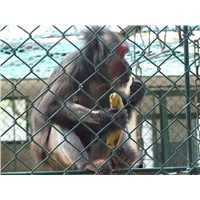 Chain Link Fence For Control Animal