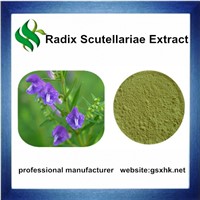 100% Pure Natural High Quality Scutellaria Baicalensis Extract