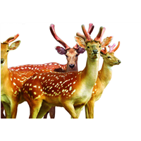 Velvet deer antler/pilose antler/deer horn antler/elk velvet antler/deer antler