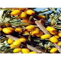 Sea buckthorn fruit oil