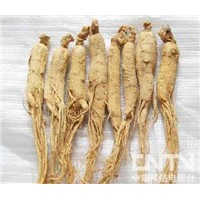 dried ginseng root/ginseng panax extract/extract powder/panax ginseng root/red ginseng