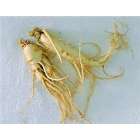 ginseng extract root/ginseng extract/ginseng powder root/dried ginseng