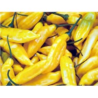 fresh yellow chili pepper