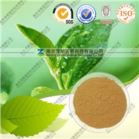 Natural Green Tea Extract 90% Tea Polyphenols