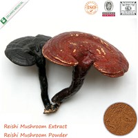 100% Natural Reishi Mushroom Extract