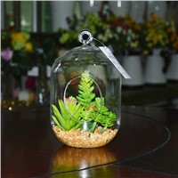 Hanging Terrarium Glass Vase Succulent Plants for Sale