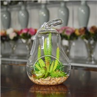 Indoor Flowering Cactus Succulent Glass Terrarium Vase Bonsai for Sale