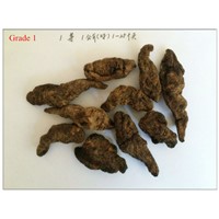 Dried Chinese Fox-Glove Root  and  Prepared Chinese Fox-Glove root (Shudihuang)