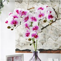 Wholesale Single Stem Latex Orchids