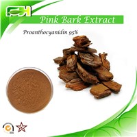 Pine bark extract Proanthocyanidin 95%