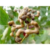 100% Pure Natural Japanese Raisin Tree Seed Extract 5:1 10:1 20:1