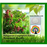 Polygonum Cuspidatum Extract