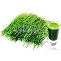 Organic Wheat grass powder