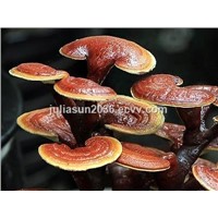 Reishi mushroom extract/Ganoderma Lucidum Extract