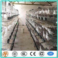 galvanized wire mesh panels Bird Used cage pour breeding pigeons