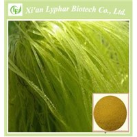 2016 Best Sell Corn Silk Extract Powder