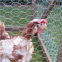 fence mesh chicken wire mesh