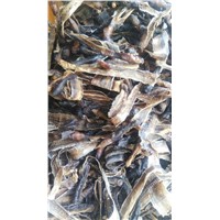 Dried whole Earthworm,Pheretima aspergillum (E. Perrier),PberetimaChinese Name:Dilong