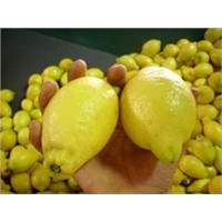 Fresh Eureka Lemon, Adalia lemon, Verna Lemon