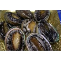 Sea ear abalone