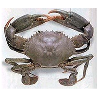 Live Mud Crab (Male, Female, Eggs)