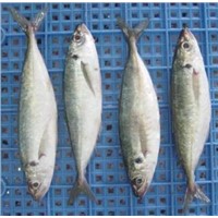 FROZEN HORSE MACKEREL