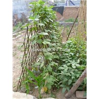 Willow expanding bean/pea trellis frame/willow expandable support for climbing plants