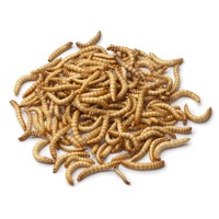 High Protein Freeze Mealworms